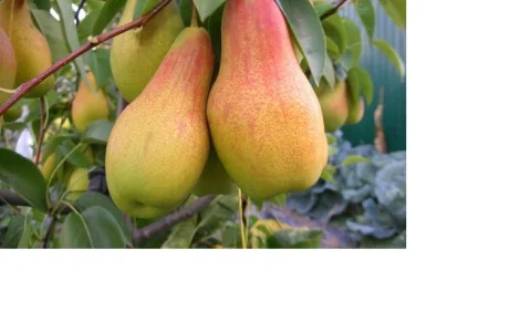 Продам саженцы высокоурожайных сортов груш