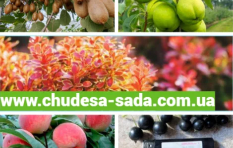 Саджанці яблуні