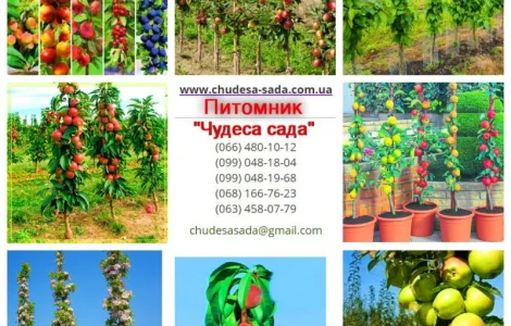 Колоновидные деревья слива, персик, груша, черешня, яблоня.вишни, абрикос, алыча, вишня