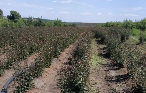 Продам подвой - М 54-118, М-106, айва, абрикос, колт, алыча, магалебка, алыча