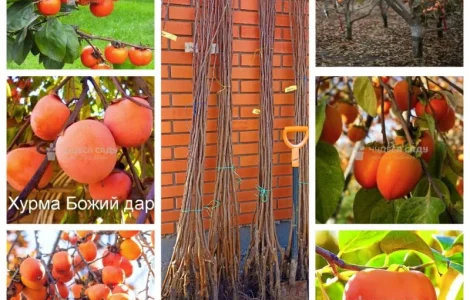 Саджанці хурми морозостійкої - Привитые саженцы хурмы, элитные сорта