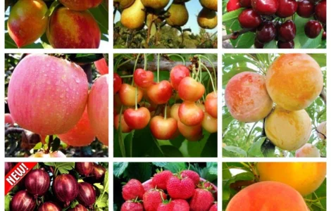 Купить саженцы осень 2024– Большой выбор отборных саженцев, более 1000 сортов Азбука сада