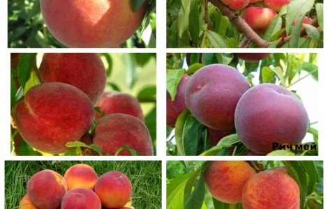 Саженцы крупноплодных сортов абрикоса