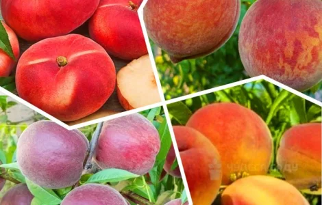 Саженцы: яблоня, груша, персик, вишня черешня, персик, смородина, ежевика, малина, кизил