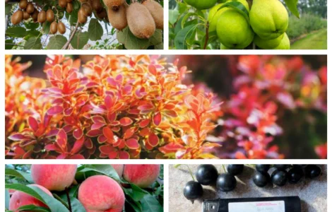 Саженцы: яблоня