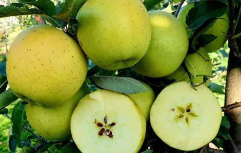 Саженцы яблони груши большой ассортимент сортов опт и розница