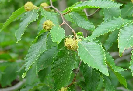 Бук саджанці. КАРПАТСЬКІ