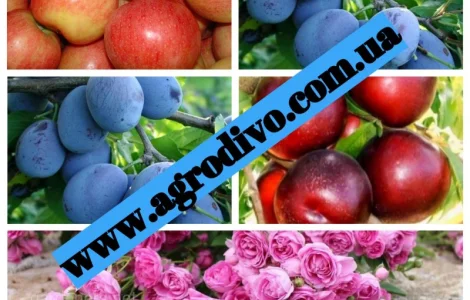 Питомник "Агродиво" реализует собственную продукцию более 900 сортов