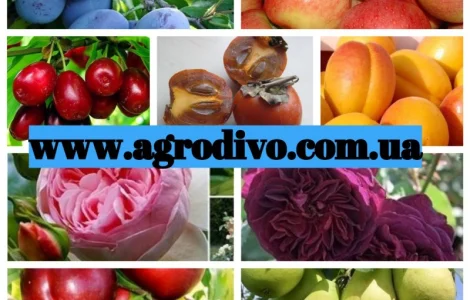 Продажа саженцев плодовых деревьев и кустарников в Киеве оптом и в розницу