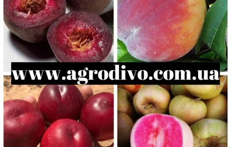 Саженцы плодовых яблонь