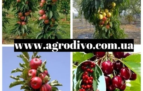 Колоновидные и среднерослые деревья, а также различный кустарник
