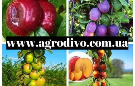 Саженцы деревьев, кустарников, розы в питомнике agrodivo. com.ua