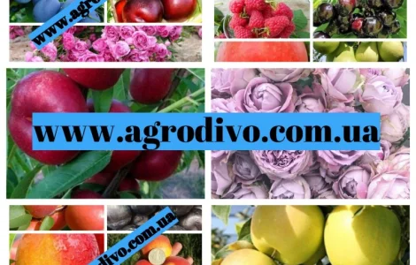 Продажа различных сортов роз, плодовых деревьев и кустарников. Огромный ассортимент