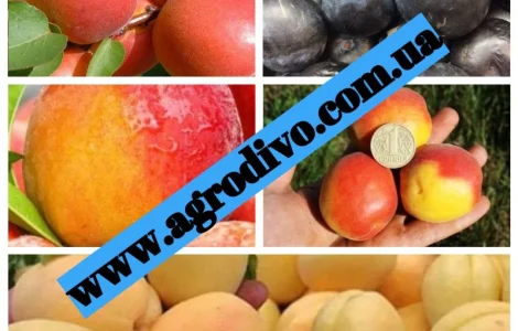 Саженцы в питомнике "АГРОДИВО"