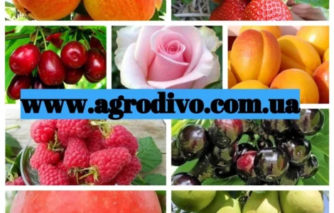 Питомник реализует саженцы плодовых деревьев, кустарников, роз