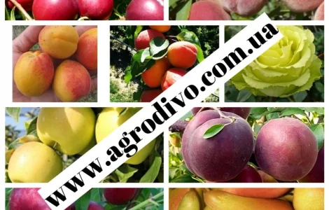 Саженцы плодовых яблонь