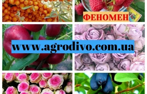 Саженцы различных сортов от производителя "АГРОДИВО"