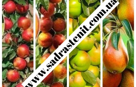 Большой ассортимент саженцев плодовых деревьев