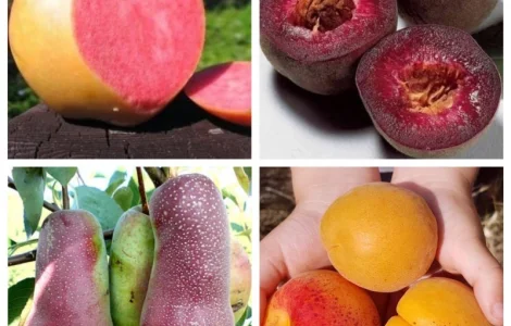 Саженцы старых и новых сортов в питомнике "САД РАСТЕНИЙ". Огромный ассортимент качества