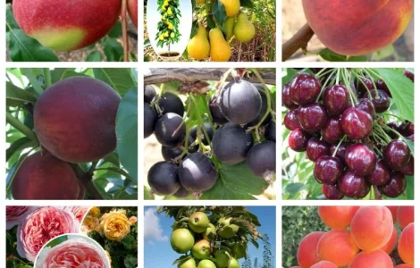 Элитные саженцы плодовых деревьев и кустарников в питомнике 'Сад растений'