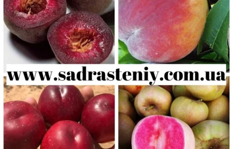 Саженцы абрикоса, персика, груши, сливы, алычи, малины, голубики, клубники и многое другое