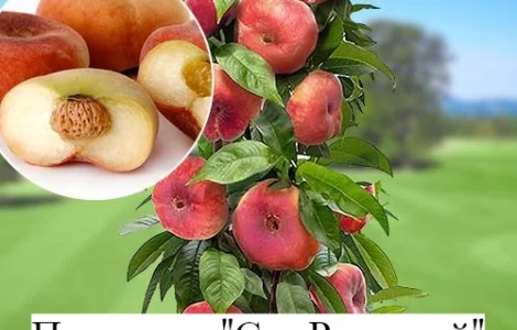 Саженцы крупноплодных сортов персика