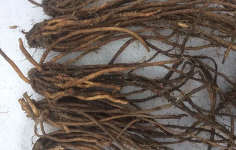 Спаржа саджанці гібриди продам аспарагус