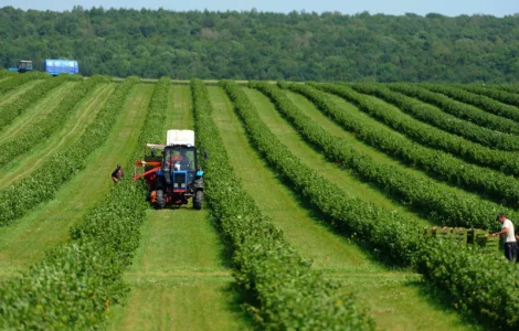 Живці, саджанці, ягоди чорної смородини