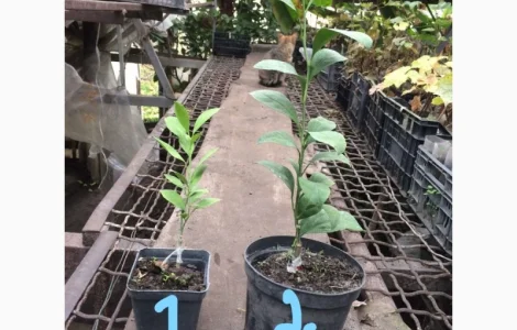 Саженцы привитого мандарина