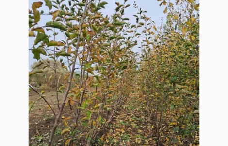 Продам саджанці яблука, груші, горіха