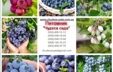 Саженцы Голубики (Черника) (Лохина) in vitro. Большой выбор сортов