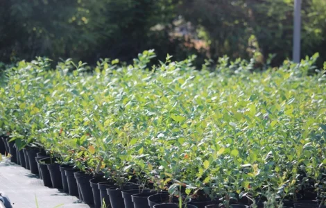 Саджанці лохини (голубики)