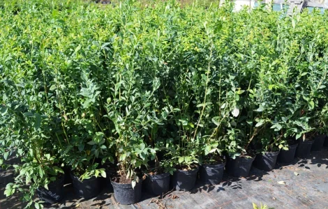 Саженцы голубики в контейнерах 5 литров