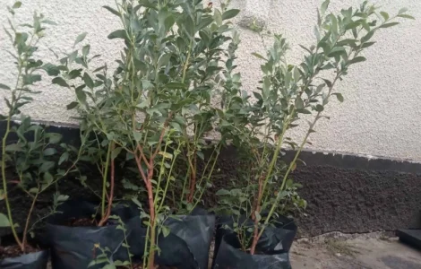 Голубика 3 лет