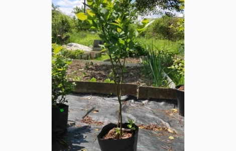 Саженцы голубики, 2-х, 3-х, 4-х и более лет