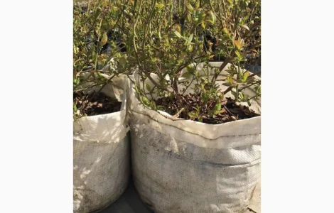 Продаю саженцы голубики 5лет в 50л