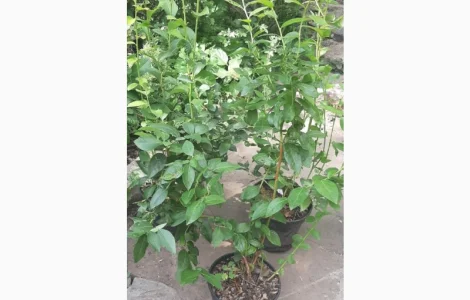 Саженцы голубики, закрытая корневая С5л