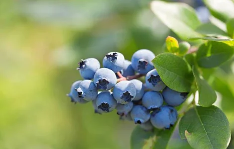 Приймаємо замовлення на саджанці лохини у закритій кореневій системі