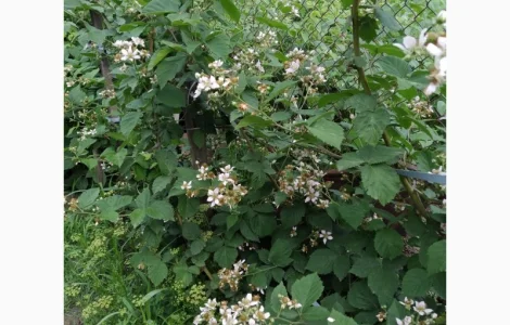 Ежевика садовая РЕД Диамант- ягоды алого цвета с вкусом малины