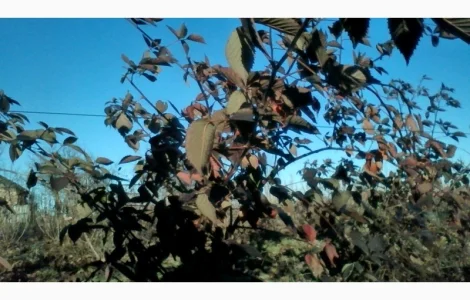 Саджанці ожини Потрійна Корона