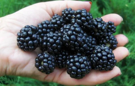 Продам саженцы бесшипной крупноплодной ежевики торнфри