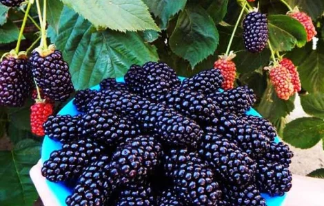 Ежевика саженцы сортовые крупная ягода