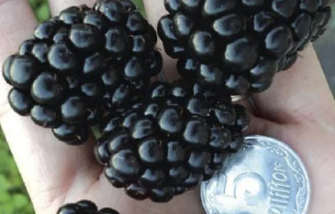 Ежевика «Полар» 2-х летний