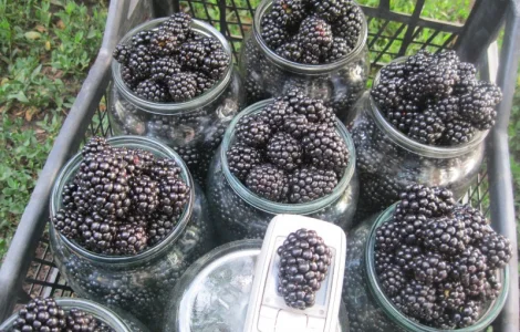 Продам саженцы ежевики