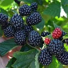 Продам ожину Натчез