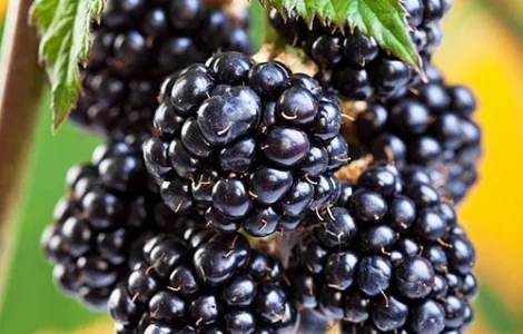 Продам ожину Лохтей