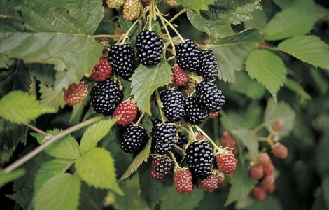 Продам ожину Потрійна Корона