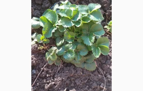 Земклуника- Купчиха