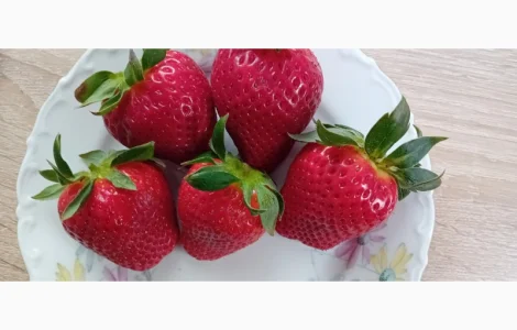 Гигантелла саженцы клубники