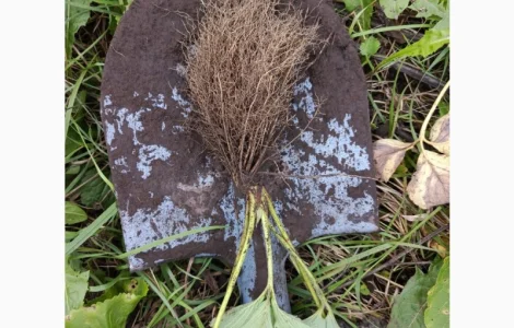 Продам саджанці ранньої полуниці Румба